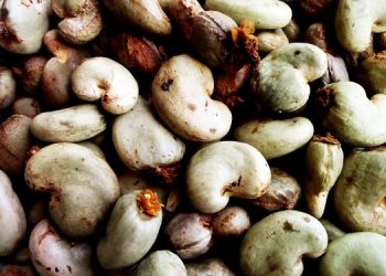 Prix d’achat au producteur du cajou au titre de la campagne 2019-2020:Gouvernement et acteurs en symbiose |