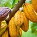 Afrique de l&rsquo;Ouest: Un virus décime les cacaoyers