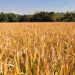 Agriculture /Bénin: 1 million de tonnes de riz d’ici 2023