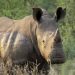 Protection des espèces de faune et de flore sauvage au Bénin : Une loi pour soutenir la Convention Cites