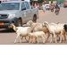 Ville de Parakou : Reprise de l’abattage des animaux en divagation