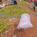Cherté des fruits de grande production dans la zone Zou-Couffo : La Ddaep à la recherche d’une solution
