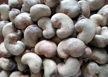 Transformation des produits locaux: l’exportation de la noix brute de cajou interdite dès 2024
