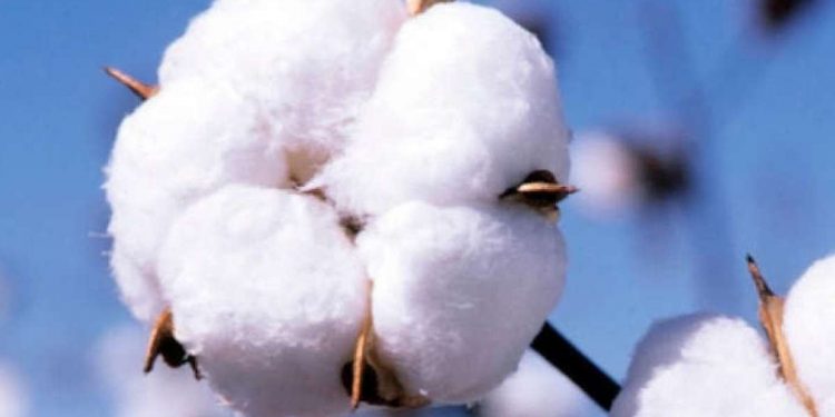 Industrialisation : L’économie béninoise table sur le coton