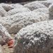 Le Bénin toujours leader de la production cotonnière en Afrique