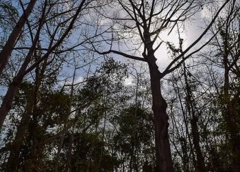 Forêt sacrée de Vazoun ou Yéssikpézoun d&rsquo;Adjohoun : Un patrimoine naturel important dans la vallée de l&rsquo;Ouémé
