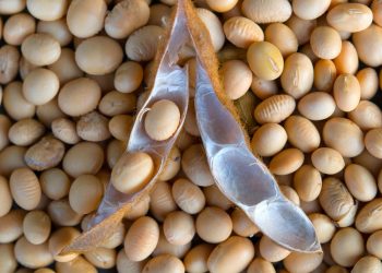 Les mesures contenues dans le décret n°2022-568 du 12 octobre 2022 portant interdiction de l’exportation du soja grain et fixant les conditions de mise en œuvre de l’interdiction d’exportation des noix brutes de cajou et du soja en République du Bénin sont différées à la prochaine campagne