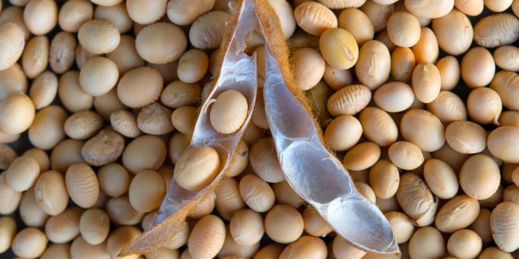 Les mesures contenues dans le décret n°2022-568 du 12 octobre 2022 portant interdiction de l’exportation du soja grain et fixant les conditions de mise en œuvre de l’interdiction d’exportation des noix brutes de cajou et du soja en République du Bénin sont différées à la prochaine campagne