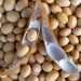 Les mesures contenues dans le décret n°2022-568 du 12 octobre 2022 portant interdiction de l’exportation du soja grain et fixant les conditions de mise en œuvre de l’interdiction d’exportation des noix brutes de cajou et du soja en République du Bénin sont différées à la prochaine campagne