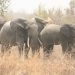 Malanville : Un troupeau d’éléphants en divagation sème la terreur à Boïffo