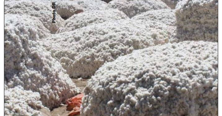 Production cotonnière : Le Bénin reprend sa place de leader en Afrique
