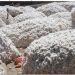 Production cotonnière : Le Bénin reprend sa place de leader en Afrique