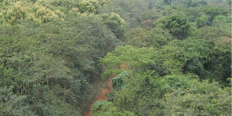 Renforcement de la gestion durable des forêts classées : La Banque mondiale octroie 30 millions de dollars au Bénin