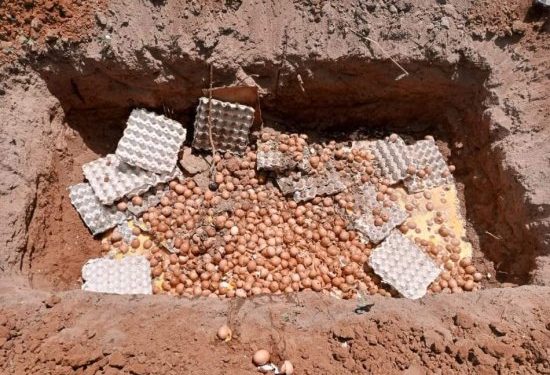 Borgou : 2700 œufs impropres à la consommation détruits à Bembèrèkè