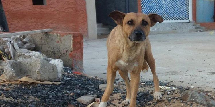 Morsures mortelles de chiens enragés dans le Zou : Trois Communes déclarées infectées