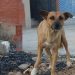 Morsures mortelles de chiens enragés dans le Zou : Trois Communes déclarées infectées