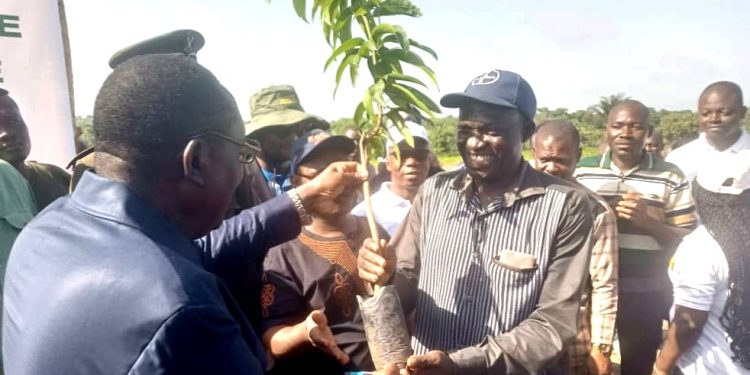 Campagne agricole 2023 au Bénin : 120 000 plants certifiés de manguiers de variétés Kent et Amélie concernés