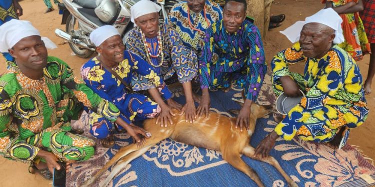 Porto-Novo: Un animal avec des signes de l’oracle sur la peau découvert et abattu