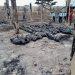 Incendie de Sèmè-Kraké : Des Nigérians parmi les morts