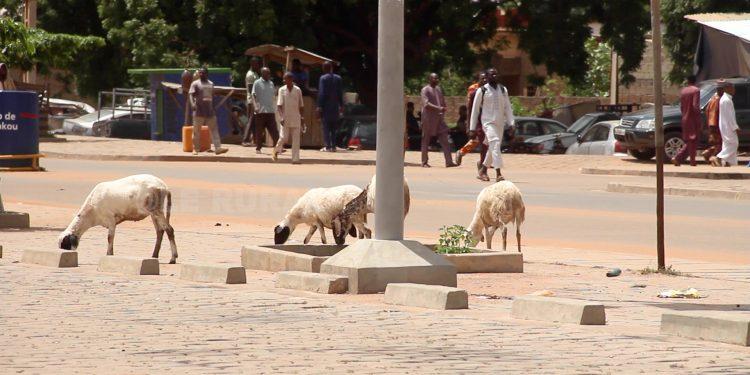 Bénin : La divagation des animaux domestiques interdite à Matéri
