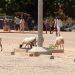 Bénin : La divagation des animaux domestiques interdite à Matéri