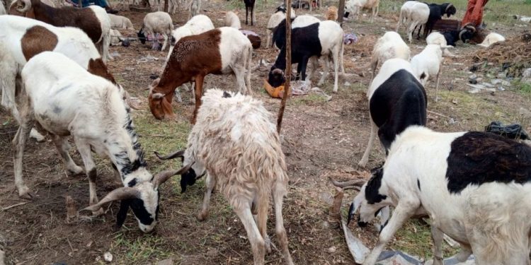 Parakou et Tchaourou : L’animation des marchés à bétail de Tourou et de Barérou suspendue