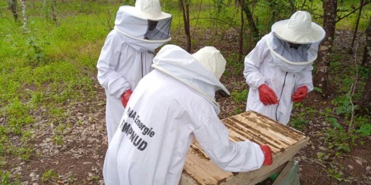 Apiculture au Bénin : Une filière en proie à d’énormes défis