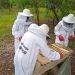 Apiculture au Bénin : Une filière en proie à d’énormes défis