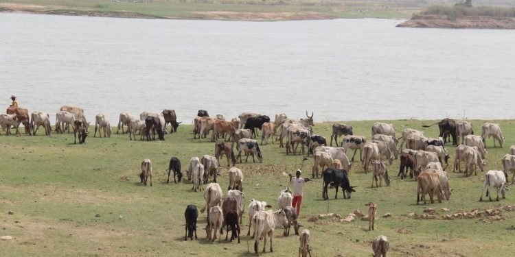 Sécurité communautaire et prévention des conflits liés à la transhumance : Un projet transfrontalier démarre ses activités à Kandi