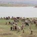 Sécurité communautaire et prévention des conflits liés à la transhumance : Un projet transfrontalier démarre ses activités à Kandi