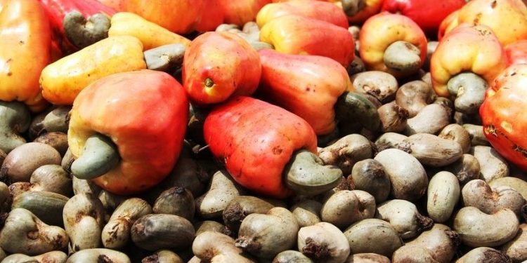 Filière anacarde au Bénin : Opportunités, défis et difficultés