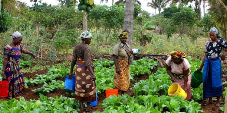 Accès des femmes rurales à la terre au Bénin : Un véritable calvaire malgré les efforts législatifs