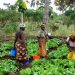 Accès des femmes rurales  à la terre au Bénin : Un véritable calvaire malgré les efforts législatifs