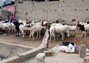 A 48 heures de la célébration de la fête de Tabaski: Les points de vente de moutons déserts à Cotonou