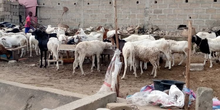 A 48 heures de la célébration de la fête de Tabaski: Les points de vente de moutons déserts à Cotonou