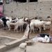 A 48 heures de la célébration de la fête de Tabaski: Les points de vente de moutons déserts à Cotonou