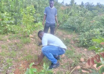 L'Ong Pépinière d'Afrique, en collaboration avec le Réseau des Ong "La maison des tortues", a mis en terre plusieurs plants à Natitingou.