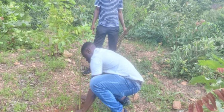 L'Ong Pépinière d'Afrique, en collaboration avec le Réseau des Ong "La maison des tortues", a mis en terre plusieurs plants à Natitingou.