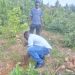 L'Ong Pépinière d'Afrique, en collaboration avec le Réseau des Ong "La maison des tortues", a mis en terre plusieurs plants à Natitingou.