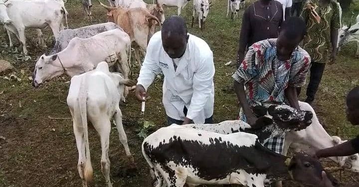 Action civilo-militaire à Banikoara : Des centaines de bœufs reçoivent des soins préventifs et curatifs
