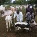 Action civilo-militaire à Banikoara : Des centaines de bœufs reçoivent des soins préventifs et curatifs