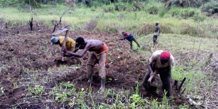 Lutte contre la dégradation des terres agricoles au Bénin : Risques, incertitudes et solutions