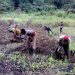 Lutte contre la dégradation des terres agricoles au Bénin : Risques, incertitudes et solutions