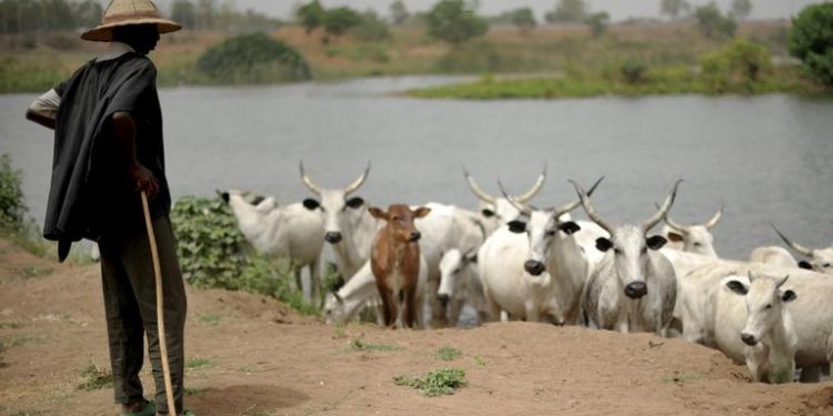 Ouèssè : Un mort dans une altercation entre un agriculteur et un bouvier
