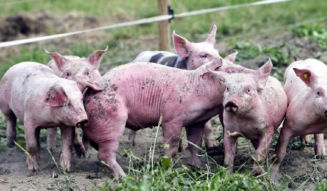 Peste porcine africaine au Bénin : Plus de 200 porcs morts à Pèrèrè