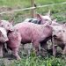 Peste porcine africaine au Bénin : Plus de 200 porcs morts à Pèrèrè