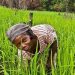 Gestion durable des terres au Bénin : Éviter-réduire et restaurer, nouveau paradigme d’ici 2030