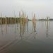 Réserves biologiques et des mangroves de palétuviers dans la zone du lac Ahémé et ses chenaux : L’Adelac protège par sacralisation deux superficies à Djondji-Houncloun
