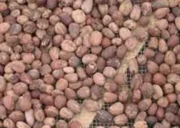 Burkina Faso : L’exportation de l’amande de karité suspendue