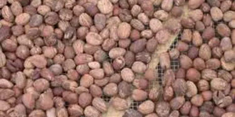 Burkina Faso : L’exportation de l’amande de karité suspendue
